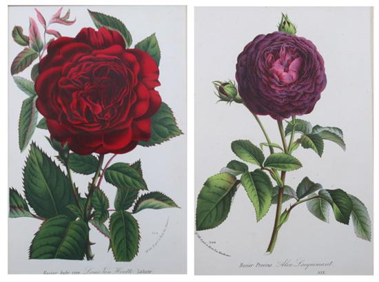 Appraisal: AFTER HORTO VAN HOUTTEANO Belgiam th century Roses Nine hand-colored