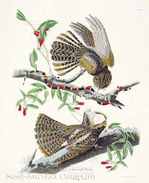 Appraisal: John James Audubon American - Chuck Will's Widow Plate from