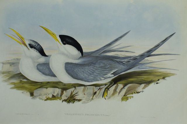 Appraisal: Bass's Straits' Tern Thalasseus Poliocercus