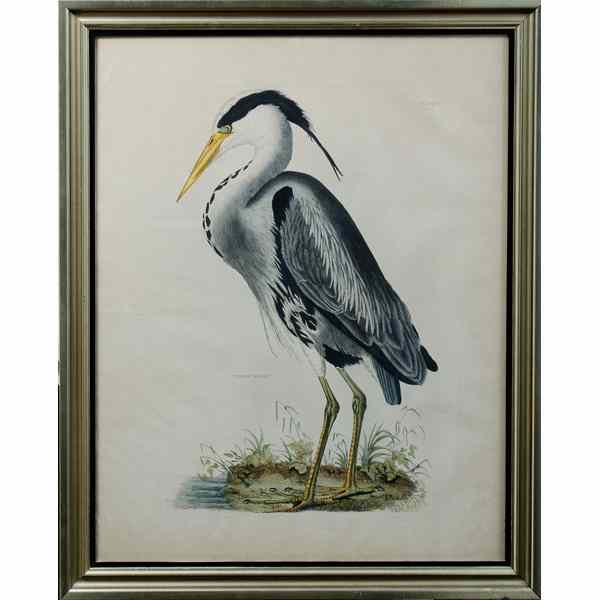 Appraisal: Common Heron by John Prideaux Selby Selby John Prideaux English