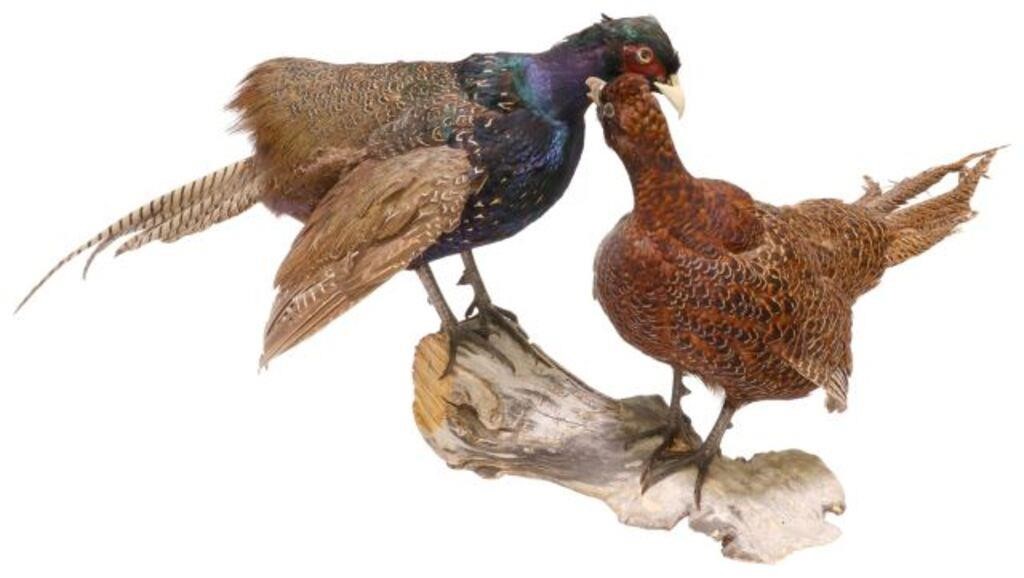 Appraisal: Taxidermy Two Phesants including a Common Pheasant both standing on