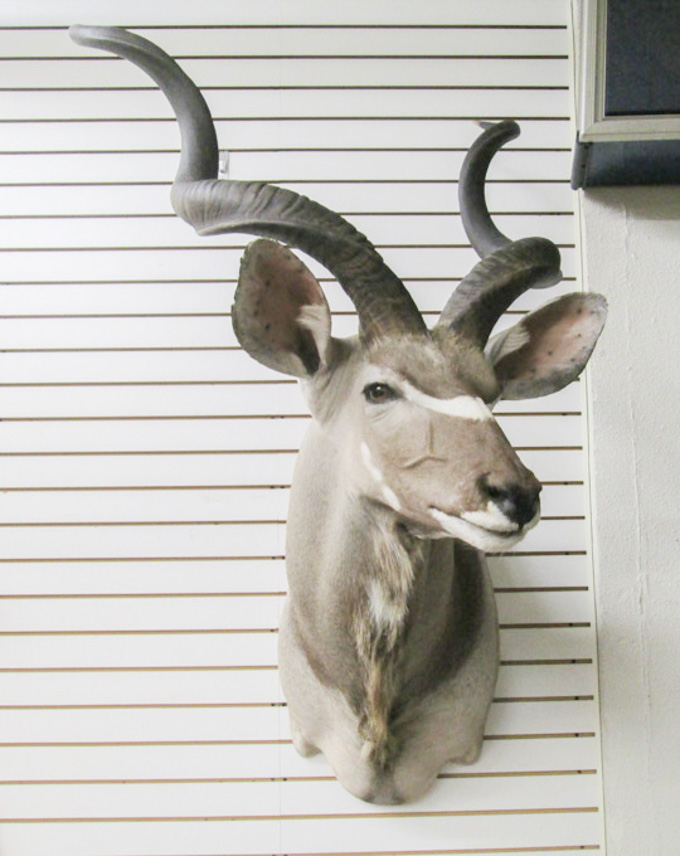 Appraisal: AFRICAN GREATER KUDU TAXIDERMY MOUNT a woodland antelope found throughout