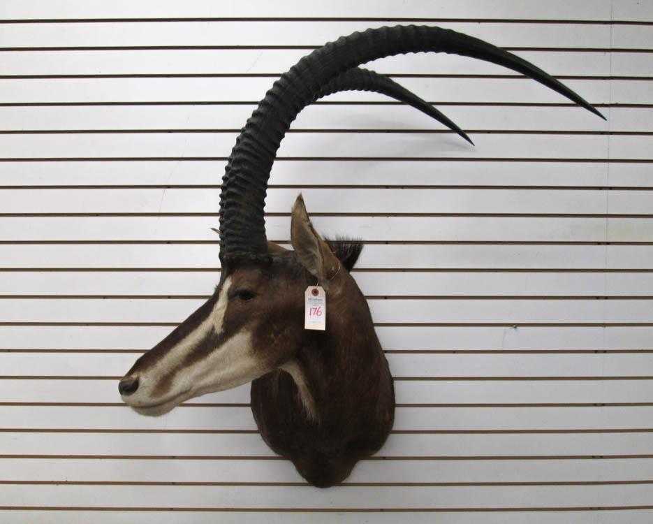 Appraisal: AFRICAN TAXIDERMY MOUNT Sable antelope head trophy mount with horns