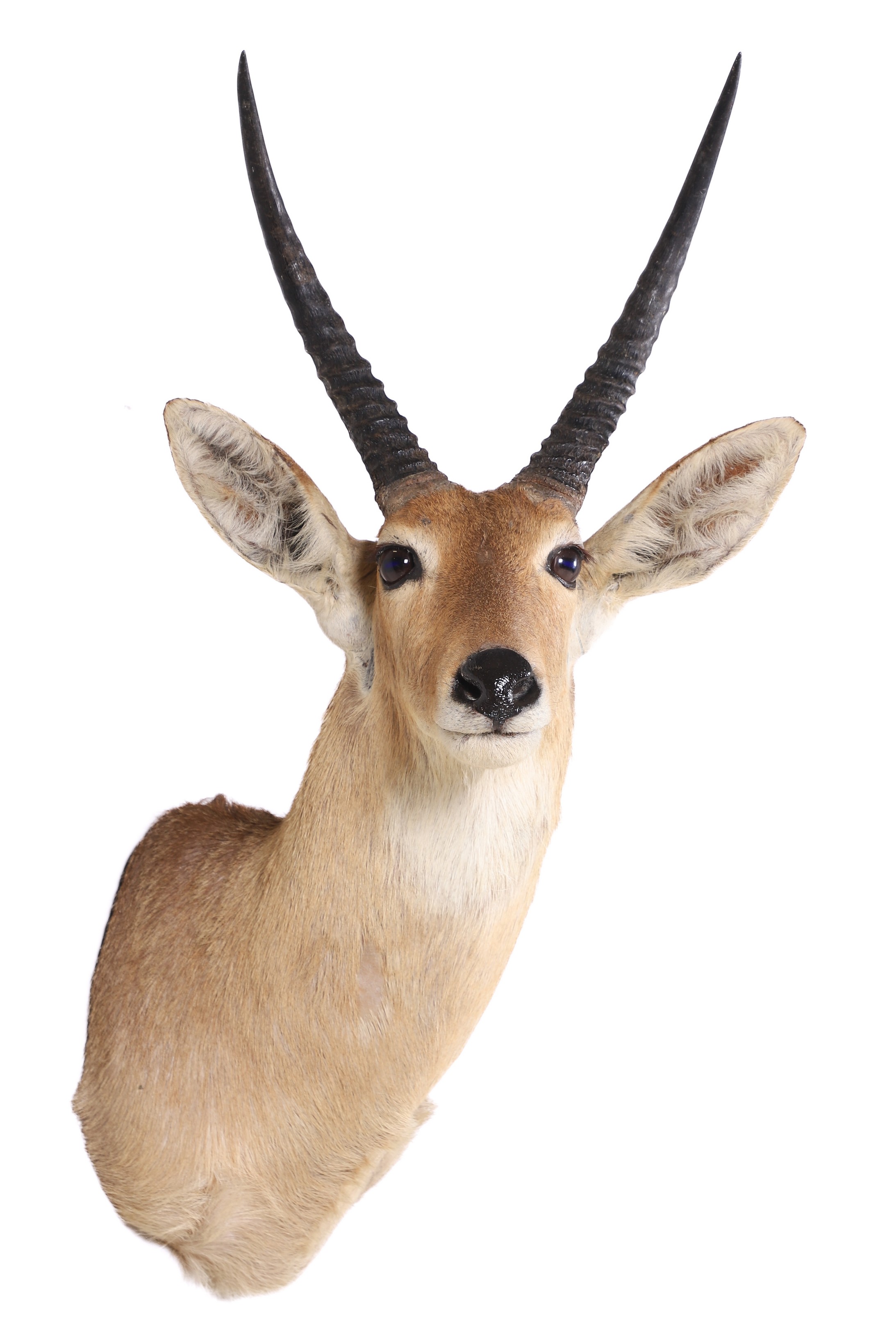 Appraisal: African Reedbuck Shoulder Mount Taxidermy