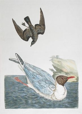 Appraisal: After Peter Paillou Ornithological subjects Six all etchings with later