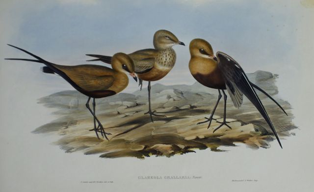 Appraisal: Australian Pratincole Glareola Grallaria