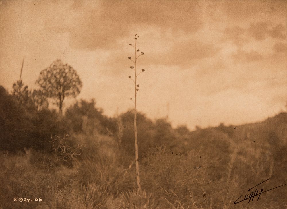 Appraisal: Edward Curtis Mescal Hills - Apache Edward S Curtis -