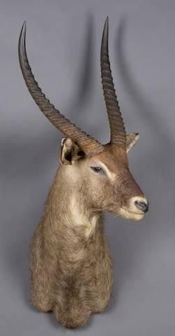 Appraisal: Taxidermy shoulder mount of a Waterbuck A taxidermy shoulder mount