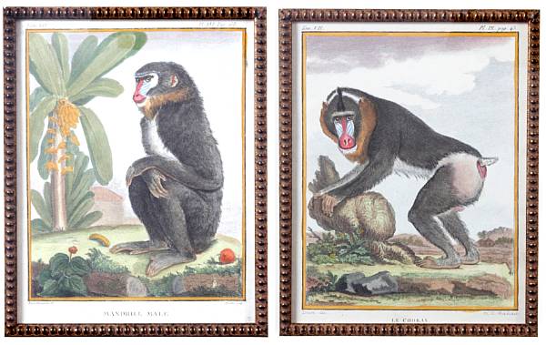 Appraisal: After Georges Louis Leclerc Buffon Monkeys from Histoire Naturelle Engravings