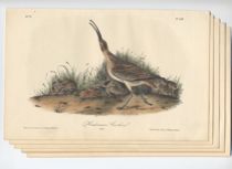 Appraisal: Five Audubon Bird Prints Five loose colored lithograph plates from