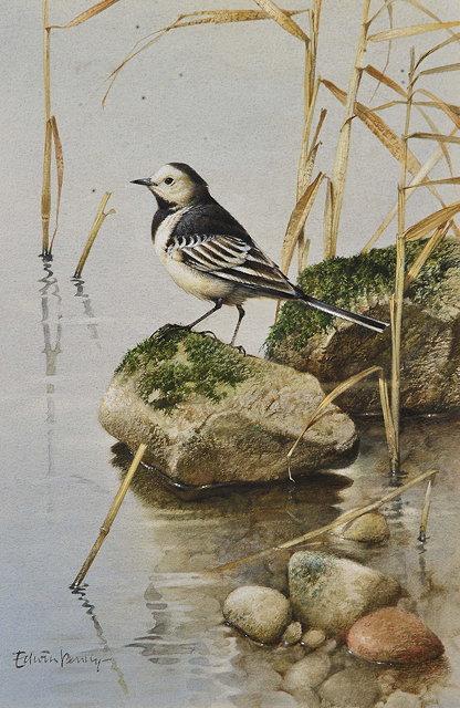 Appraisal: EDWIN PENNY b 'Pied Wagtail' watercolour signed Frost and Reed