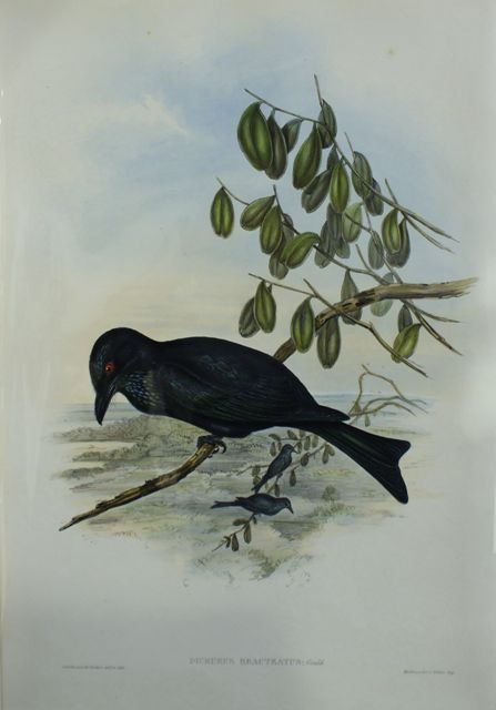 Appraisal: Spangled Drongo Dicrurus Bracteatus