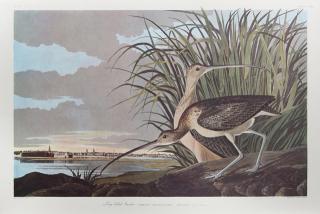 Appraisal: John James Audubon - Long-billed Curlew No Plate th c