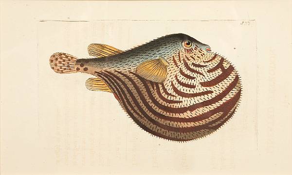 Appraisal: After Frederick P Nodder Ichthyological Studies Engraving with handcoloring on