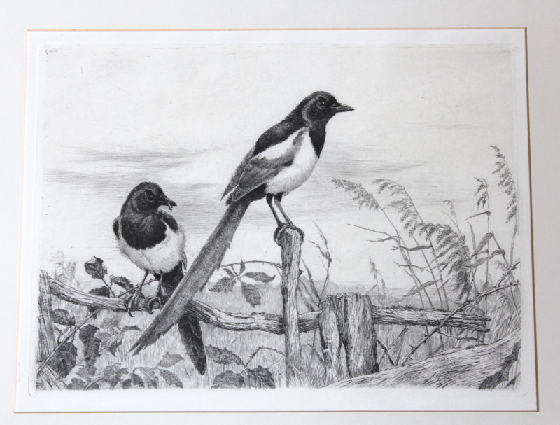 Appraisal: thC School Study of a pair of magpies sitting on