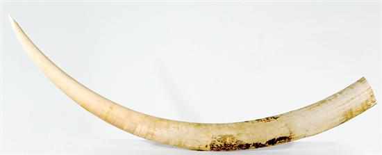 Appraisal: Impressive pair elephant tusks L '' Provenance Columbus Museum Columbus