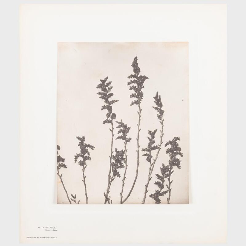 Appraisal: Edwin Hale Lincoln - Wildflowers of New England Parts II