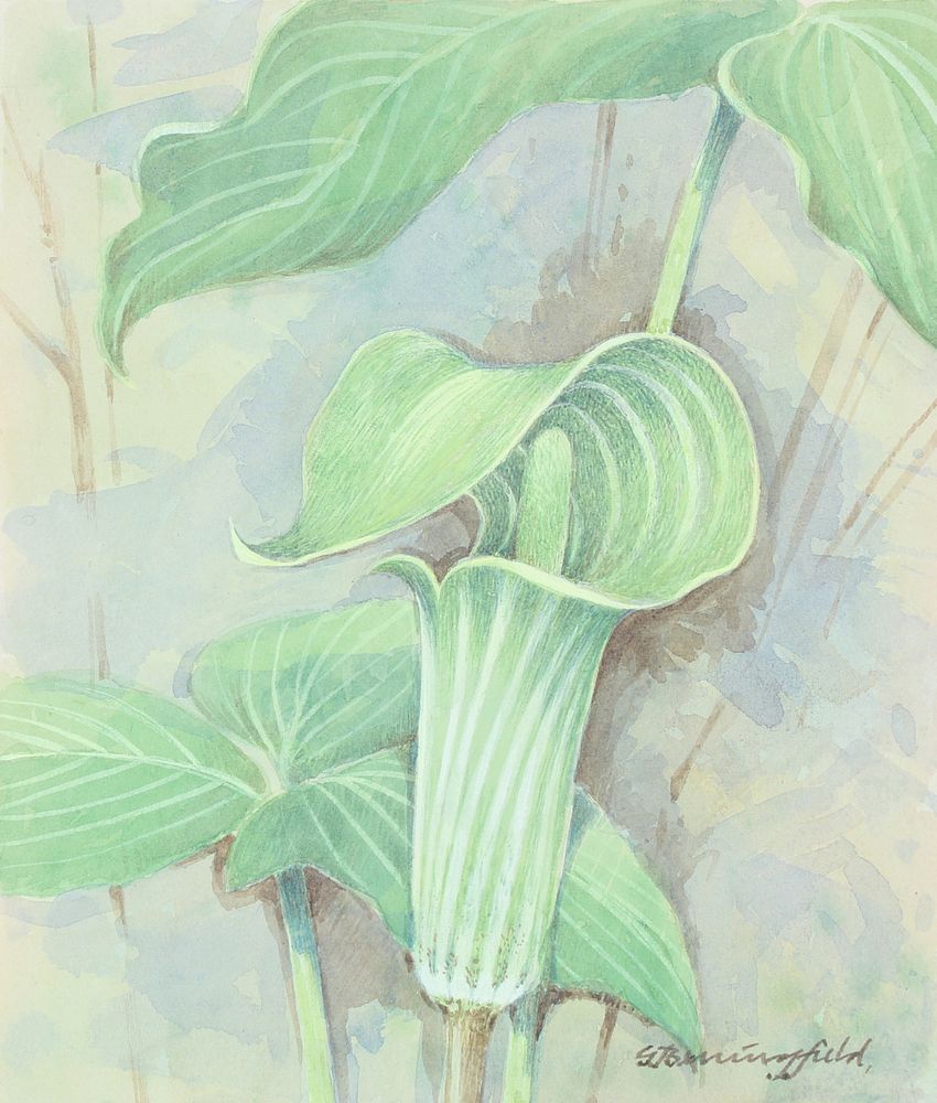 Appraisal: Gordon Beningfield - Jack-in-the-Pulpit Gordon Beningfield British - Jack-in-the-Pulpit Signed