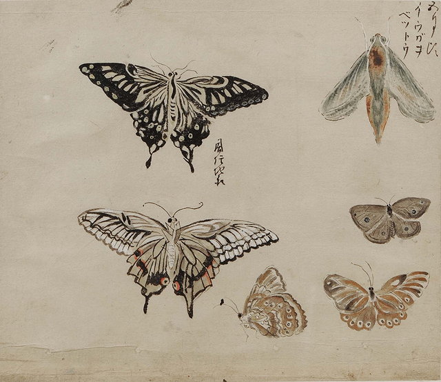 Appraisal: Japanese School th Centurytwo studies of butterflies and insects watercolours