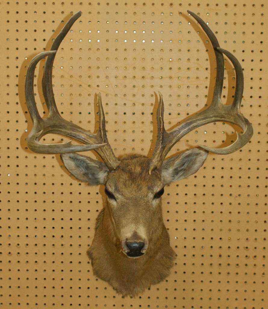 Appraisal: Deer shoulder mount with pt rack