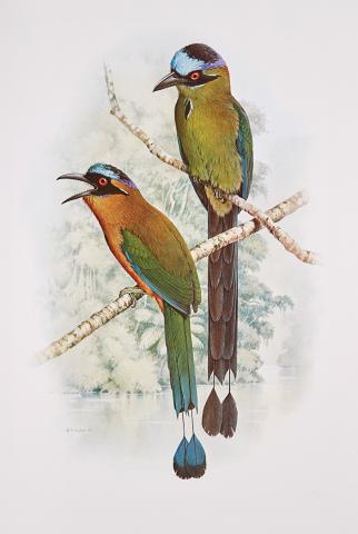 Appraisal: COLOR PLATE FORSHAW JOSEPH MICHAEL and COOPER WILLIAM T Kingfishers