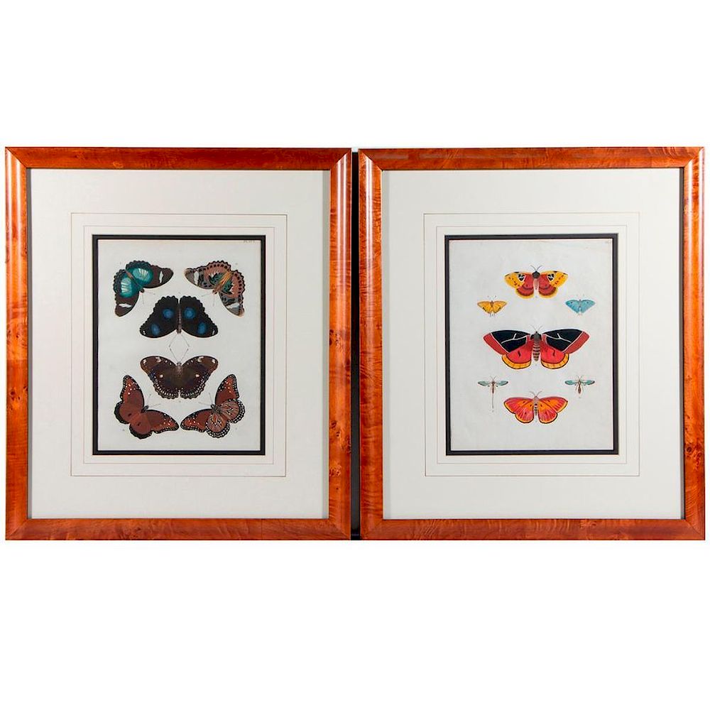 Appraisal: A pair of th century prints of butterflies Frames inches