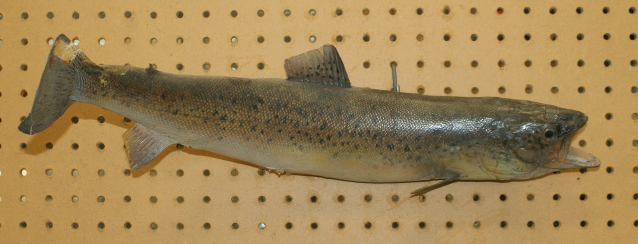 Appraisal: Speckled trout mount