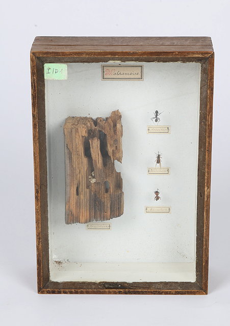 Appraisal: AN OLD GLAZED WOODEN DISPLAY CASE depicting a section through