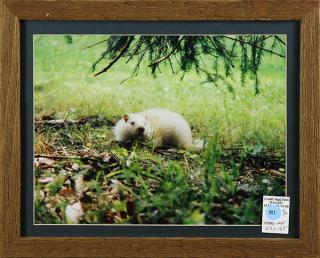 Appraisal: Photographs Wooded Scene and Albino Squirrel lot of Wooded Scene