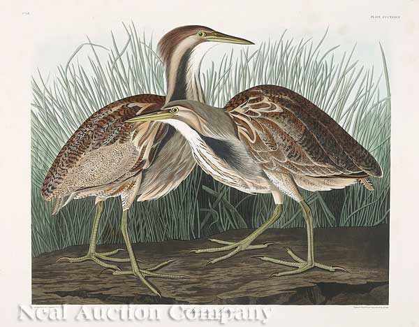 Appraisal: John James Audubon American - American Bittern Plate CCCXXXVII from