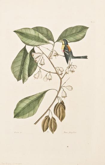 Appraisal: CATESBY Mark - Finch Creeper Parula Warbler Pl Vol I