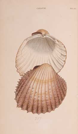 Appraisal: SHELLS Wood William General Conchology or A Description of Shells