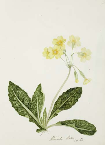 Appraisal: BOTANICAL Album containing th-century watercolor and gouache botanical studies of