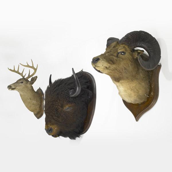 Appraisal: RUSTICMounted buffalo big horn sheep and buck heads early th