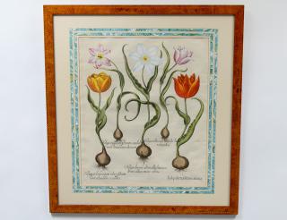 Appraisal: BASILIUS BESLER German - Tulips Text en verso From Hortus