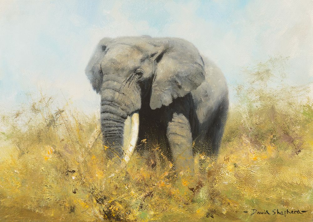 Appraisal: David Shepherd - Elephant David Shepherd - Elephant oil on