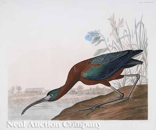 Appraisal: After John James Audubon American - Glossy Ibis No Plate