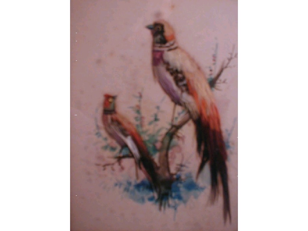 Appraisal: Four late Victorian ornithological pictures in a mixed media of