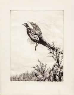 Appraisal: Aiden Lassell Ripley Cock Pheasant drypoint by in Provenance Estate