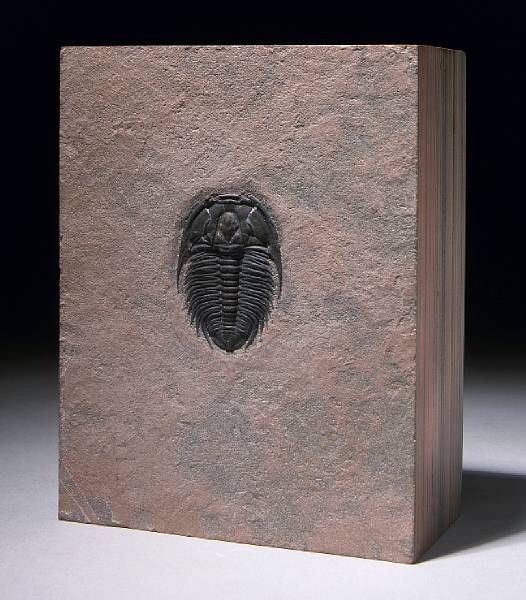 Appraisal: Classic American Trilobite Block Modocia typicalis Middle Cambrian Marjum Formation