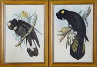 Appraisal: J Gould and H C Richter Calyptorhynchus Baudin J Gould