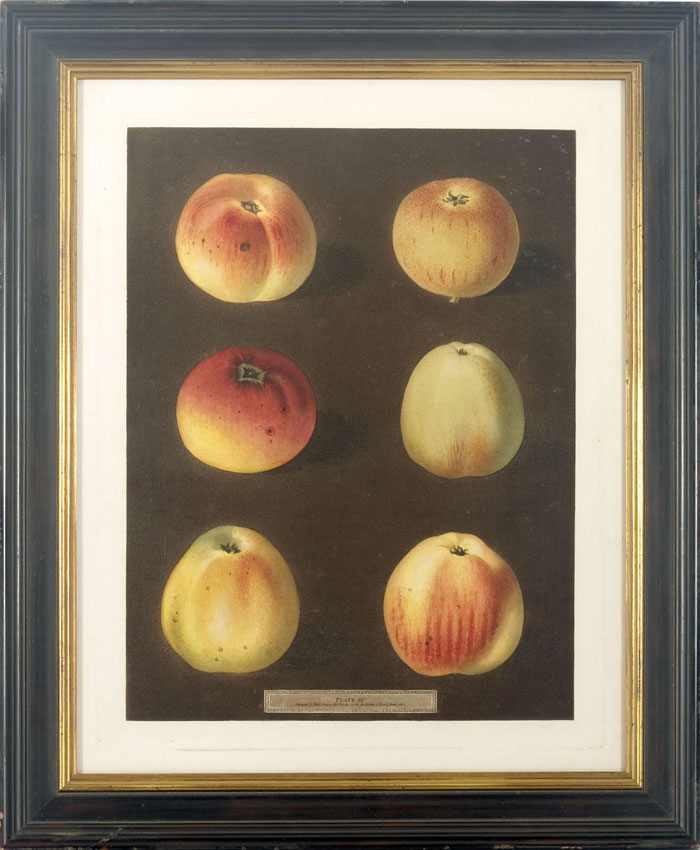 Appraisal: APPLES PL XC FROM GEORGE BROOKSHAW'S FOLIO EDITION OF quot