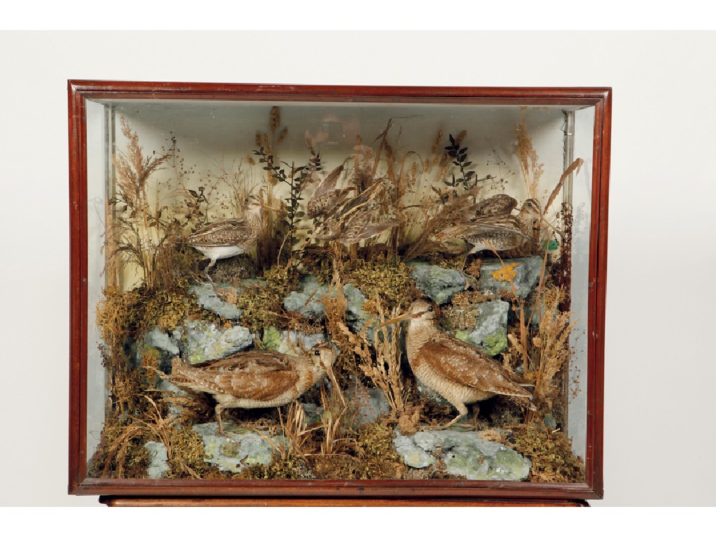 Appraisal: TAXIDERMY A MONTAGE OF SNIPE JACK SNIPE AND WOODCOCK in