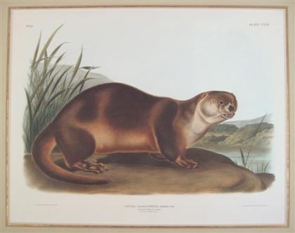 Appraisal: piece Hand colored Lithograph Audubon J W Canada Otter-Male Phila