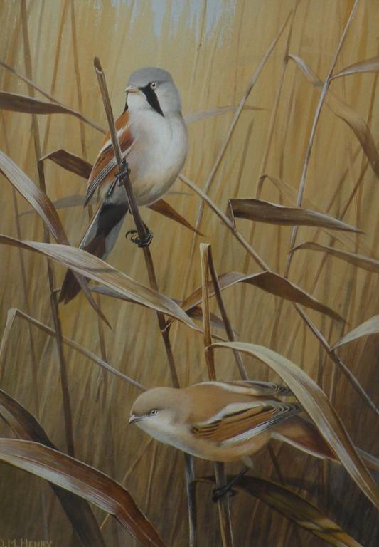 Appraisal: D M Henry thC Bearded ReedlingWatercolourSigned cm x cm