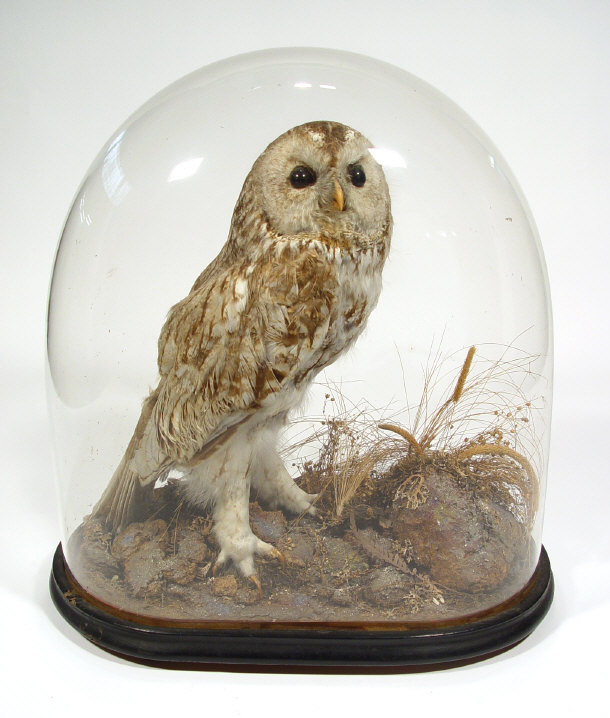 Appraisal: Stuffed taxidermy owl amongst natural foliage under a glass dome