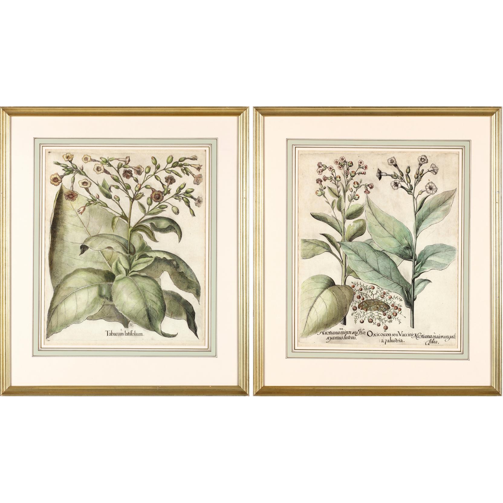 Appraisal: Pair of Basilius Besler Hand-Colored Botanical Engravings th century from