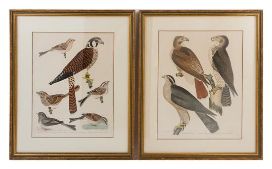 Appraisal: Sale Lot Two Ornithological Prints A Red Tail Hawk An