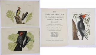 Appraisal: Mark Catesby Three prints Yellow-bellied Woodpecker T The Hairy Woodpecker