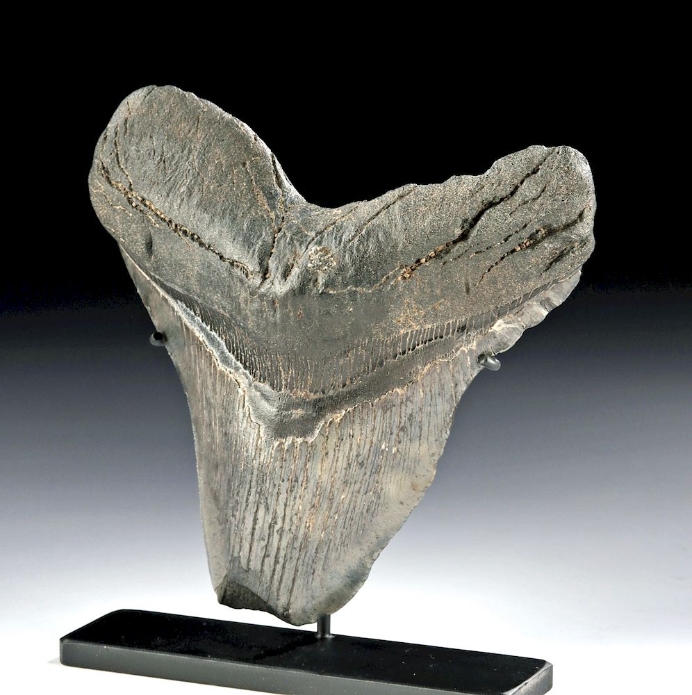 Appraisal: Large Fossilized Megalodon Tooth Ancient Seas ca million years ago